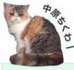 【猫】中原ちくわ(なかはら　ちくわ)