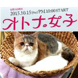 オトナ女子中原亜紀のペット飼い猫 ちくわちゃん 種類やブログ画像